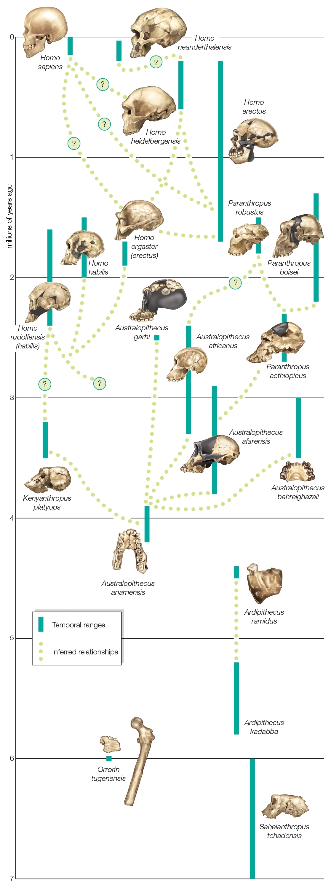 Pokok keluarga hominin menunjukkan hubungan antara spesies yang telah pupus.