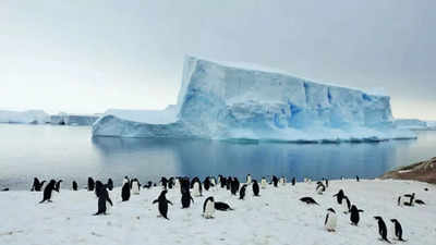 Kajian min sains sains bumi Universiti Calcutta di Antartika menemui mikroplastik dalam paru-paru penguin, usus