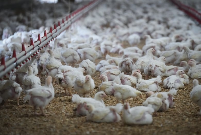 Beratus-ratus ayam di ladang ayam.