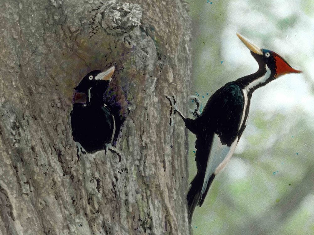 Dua burung belatuk berparuh gading